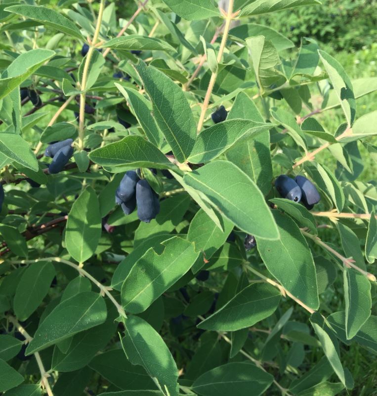 Danbrie Farms Maple Syrup, Fruits and Vegetables Ontario